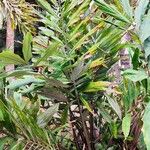 Wallichia oblongifolia Hábito