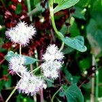 Urtica pilulifera Blüte