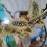 Salix atrocinerea Virág