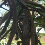 Handroanthus ochraceus Other