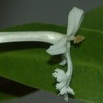 Oxera neriifolia Квітка