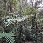 Cyathea alataBlad