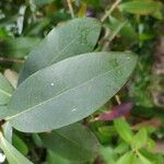 Acokanthera oblongifolia Blatt