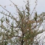 Vachellia hebeclada Хабит