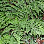 Dryopteris dilatata ശീലം