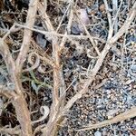 Heliotropium bacciferum Corteza
