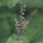 Teucrium scorodoniaFlower