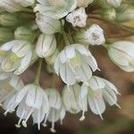 Allium pallens Lorea