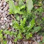 Youngia japonica Leaf