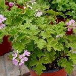 Pelargonium graveolens عادت