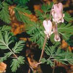 Dicentra canadensis ശീലം