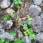 Potentilla intermedia Облик