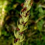 Gymnadenia odoratissima Плід