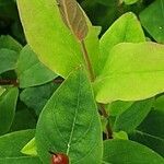 Hypericum hircinum Foglia