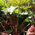 Gunnera insignis Leaf