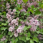 Syringa pubescensBlomst