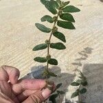 Euphorbia hirta Ліст