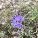 Scabiosa cinerea 花