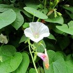 Ipomoea alba 形態