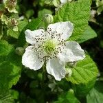 Rubus nemorosus Flower