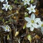Arenaria conimbricensis Floare