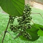 Vitis tiliifolia Fruit