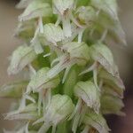 Neotinea maculata Floare