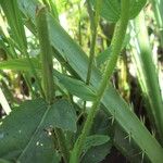 Caperonia castaneifolia Rusca
