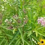 Asclepias incarnata 整株植物