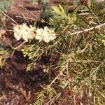 Melaleuca ericifolia Цвят
