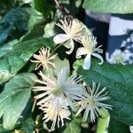 Clematis vitalbaFlor