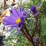 Aster amellus Blüte