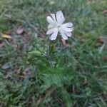 Silene armeria Flower