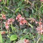 Indigofera hirsuta Flor