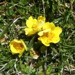 Potentilla crantzii Habit