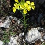 Erysimum nevadense Flower