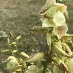 Yucca arkansana Flor