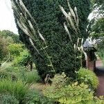 Actaea racemosa Habit