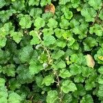 Rubus tricolor Leaf