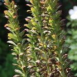 Acanthus hungaricus Συνήθη χαρακτηριστικά