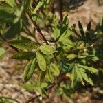 Potentilla millefolia Leaf