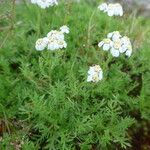 Achillea atrata 形態