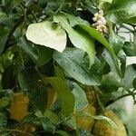 Citrus maxima Vivejo