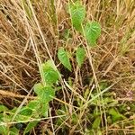 Pentarrhinum insipidum Blatt