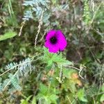 Geranium psilostemonFlor