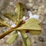 Rhododendron laudandum पत्ता