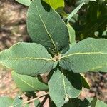 Angophora hispida Blad