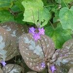Pseuderanthemum alatum Hábito