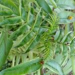 Kalanchoe prolifera Blad