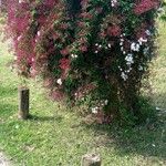 Jasminum polyanthum Blomma